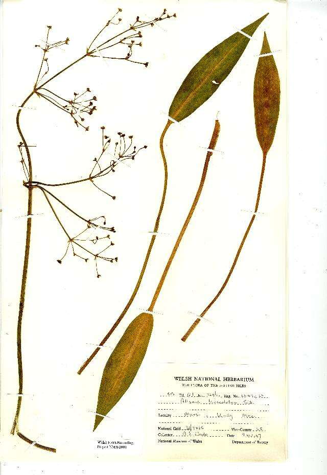 Image of Narrow-leaved Water-plantain