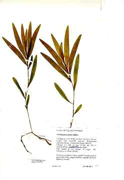 Image of alpine pondweed