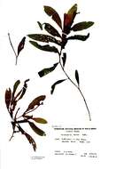 Image of alpine pondweed