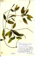 Image of Fen Pondweed