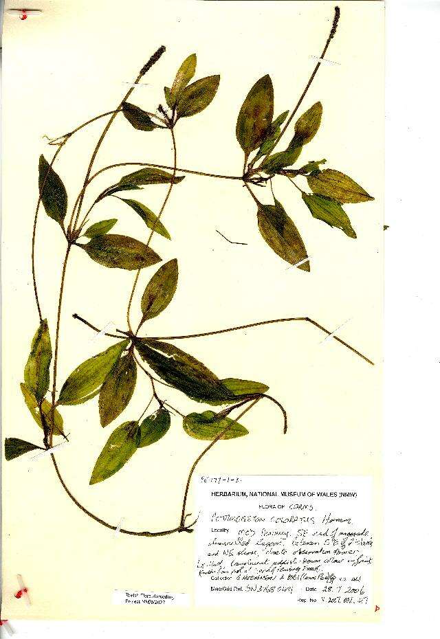 Image of Fen Pondweed