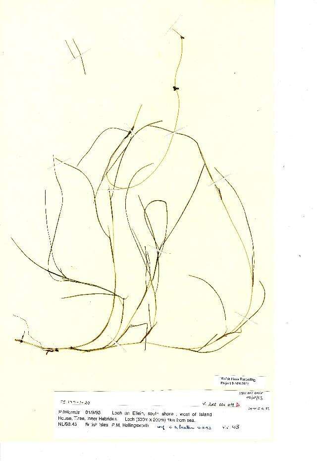 Image of Stuckenia filiformis