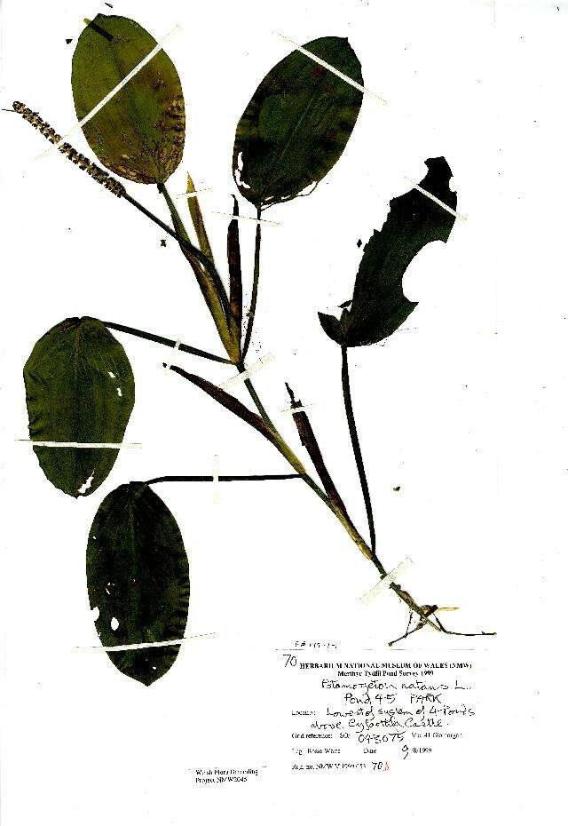 Image of Broad-leaved Pondweed