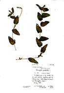 Image of Perfoliate Pondweed