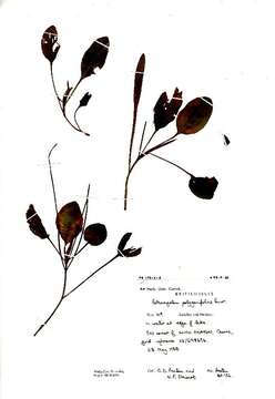 Image of Bog Pondweed