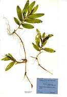 Image of Long-stalked Pondweed