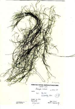 Image of Hairlike Pondweed