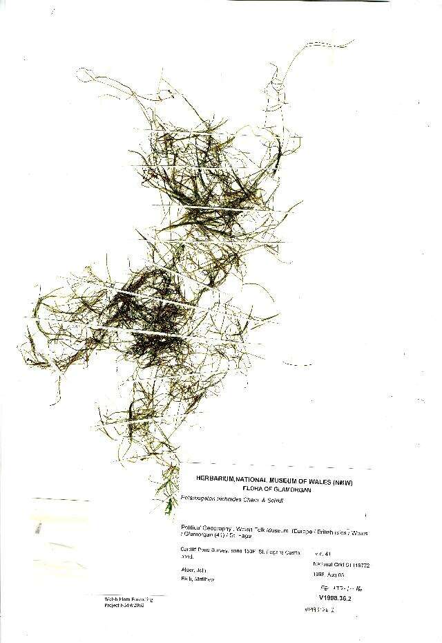 Image of Hairlike Pondweed