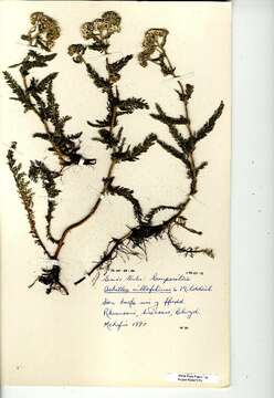 Image of yarrow, milfoil