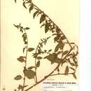 Image of Chenopodium polyspermum