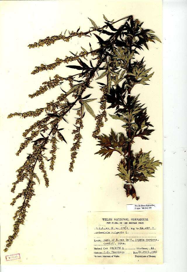 Image of common wormwood