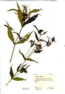 صورة Bidens cernua L.