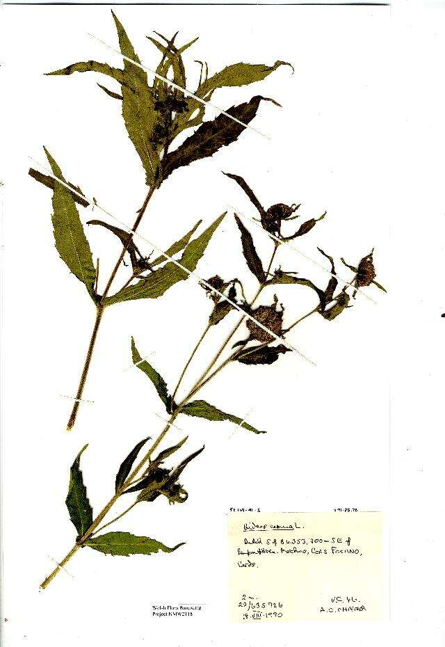 صورة Bidens cernua L.