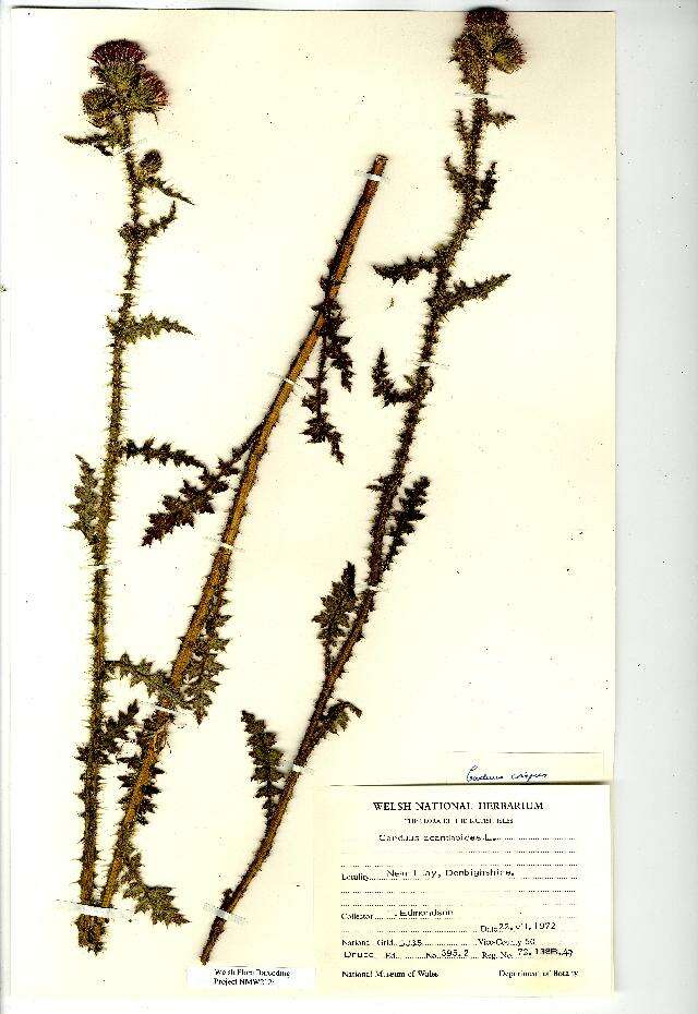 Image of curly plumeless thistle