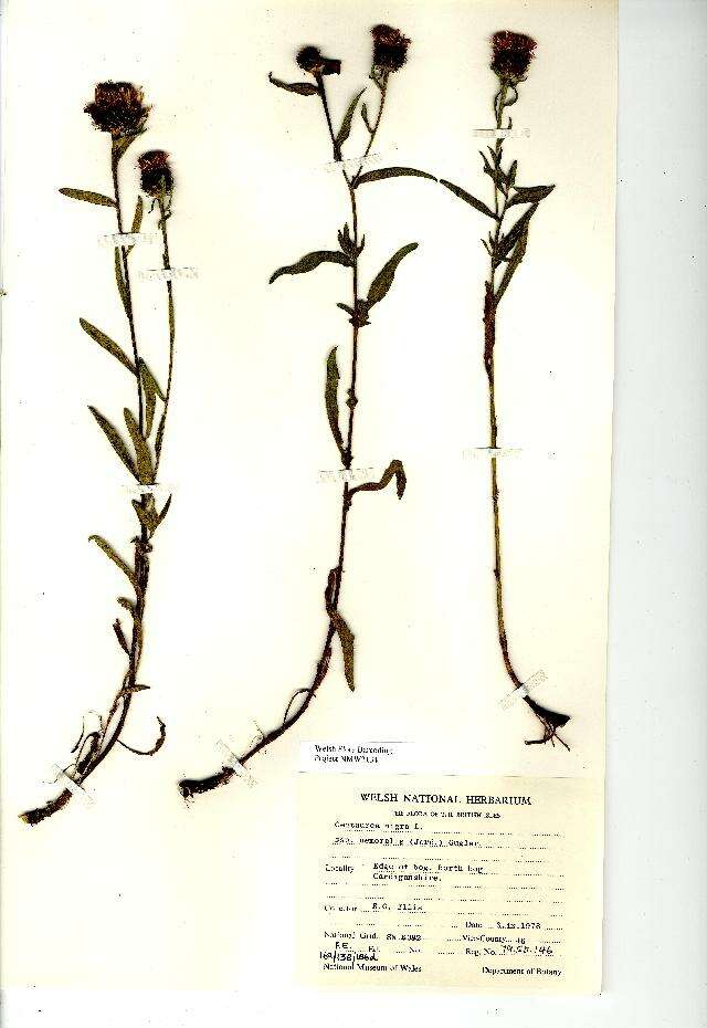 Image of lesser knapweed