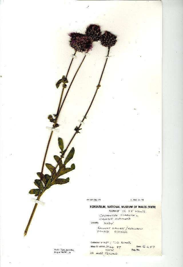 Image of greater knapweed