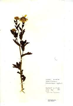 Image of Chrysanthemum segetum