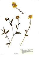 Image de Chrysanthemum segetum