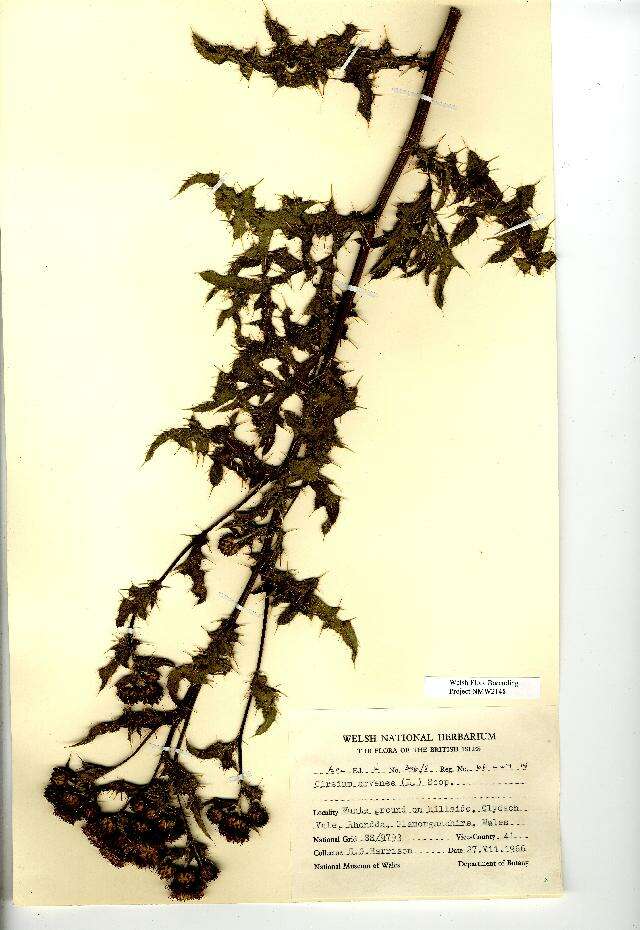 Image of Creeping Thistle