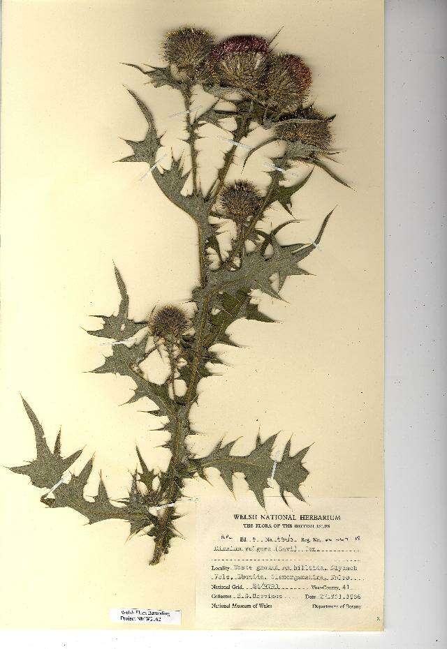 Image of Spear Thistle
