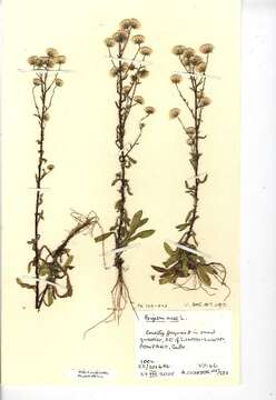 Image de <i>Erigeron acer</i>