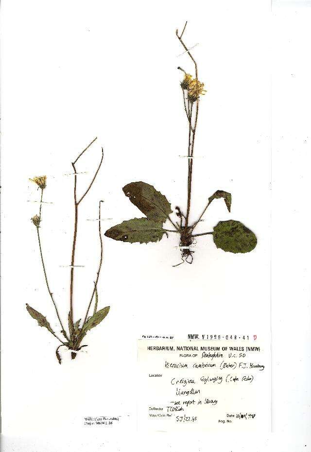 Image of Hieracium