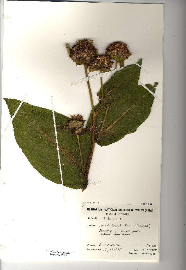 Image of Elecampane