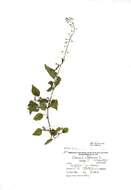 Image of broadleaf enchanter's nightshade