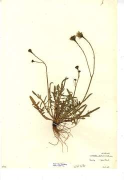 Scorzoneroides autumnalis subsp. autumnalis resmi