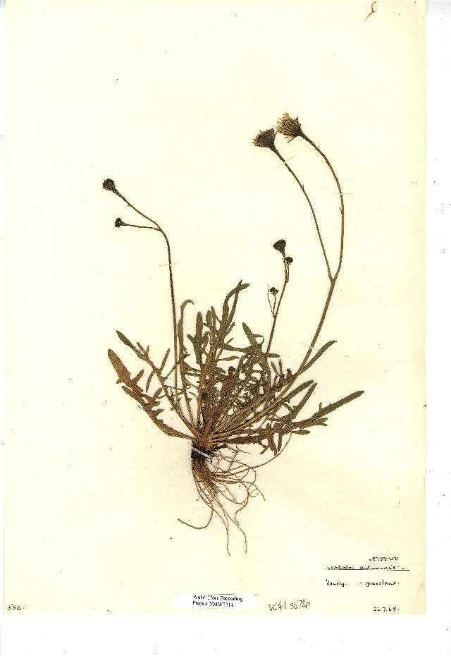 Imagem de Scorzoneroides autumnalis subsp. autumnalis