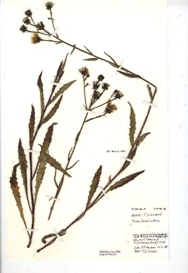 Слика од Picris hieracioides L.