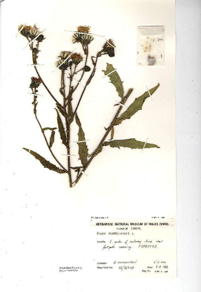 Слика од Picris hieracioides L.