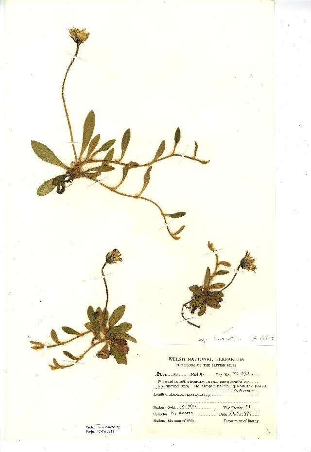 Pilosella officinarum resmi