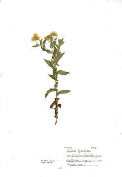 Image of common fleabane