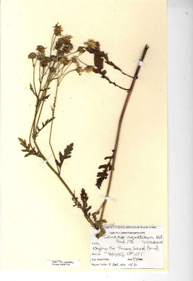 Image of Senecio aquaticus