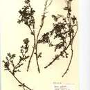 Image of Senecio cambrensis Rosser