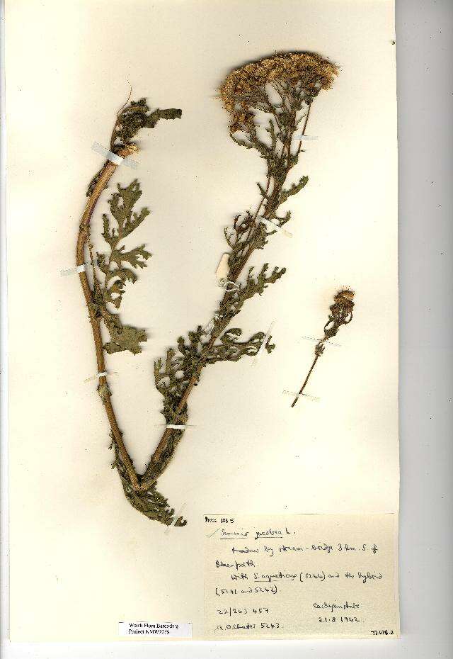 Image of Senecio jacobaea