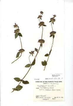 Image of wild basil