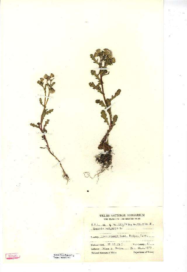 Image of groundsel