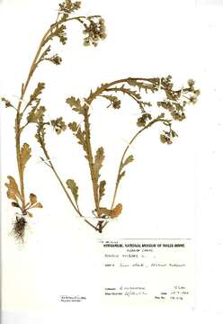 Image of groundsel