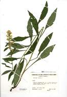 Image of goldenrod