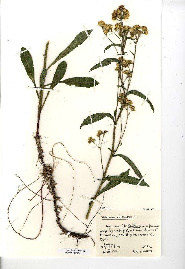 Image of goldenrod