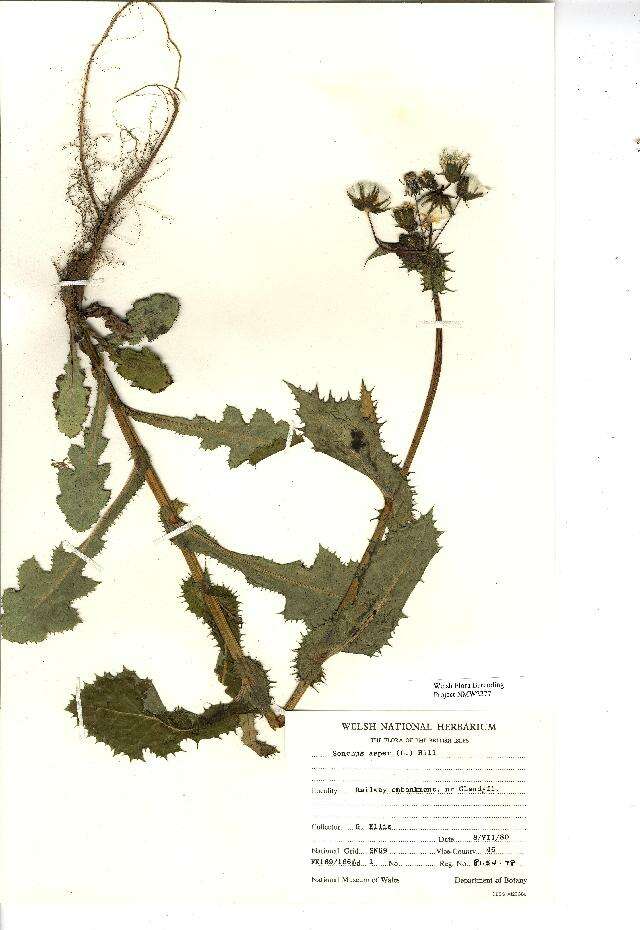 Image of spiny sowthistle