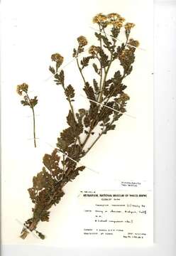 Image of feverfew