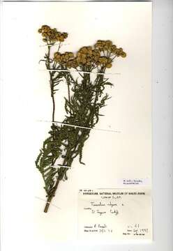 Image of common tansy