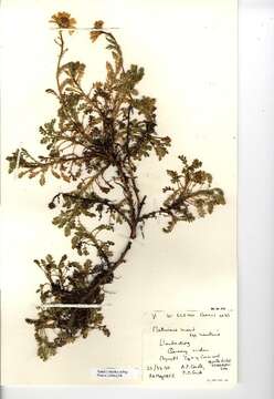 صورة Tripleurospermum maritimum (L.) Koch