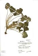 Image of Common Scurvygrass