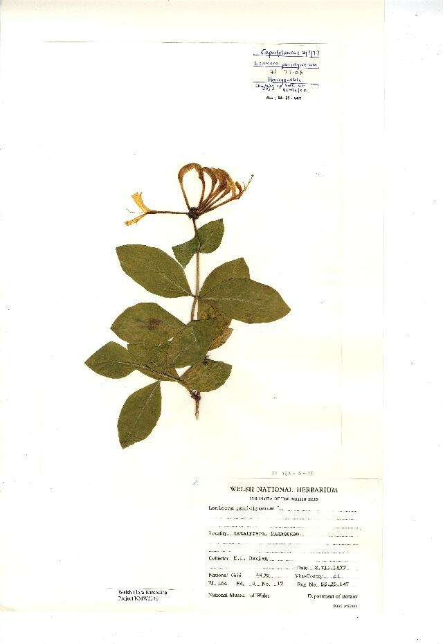 Image of European honeysuckle