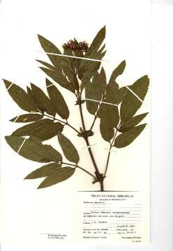 Image of danewort, dwarf elder