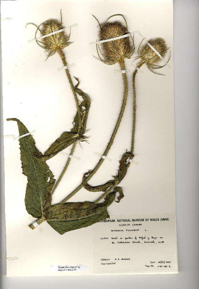 Image of Fuller's teasel